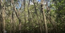 Terreno en Alfredo Bonfil: 1,000 m2 de Uso Mixto